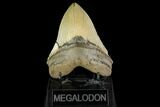 Serrated, Fossil Megalodon Tooth - North Carolina #147482-1
